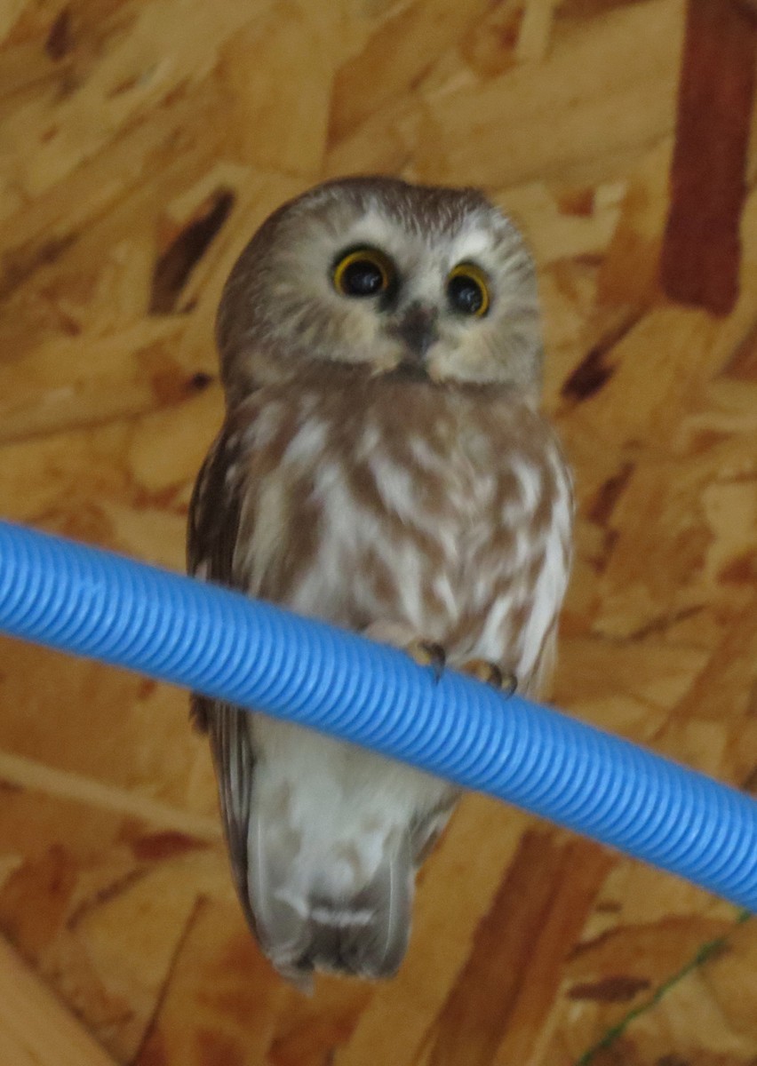 Northern Saw-whet Owl - ML118158671