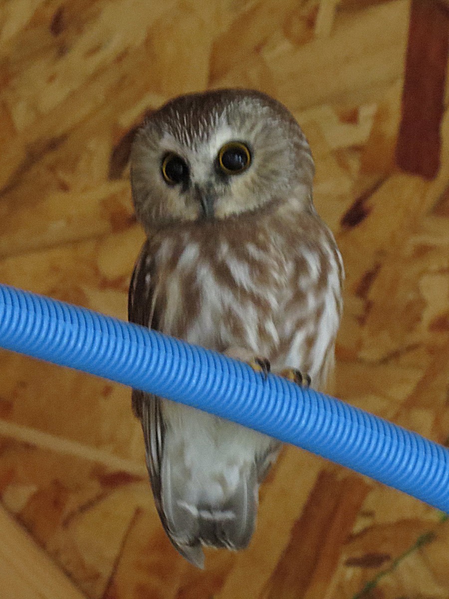 Northern Saw-whet Owl - ML118158691