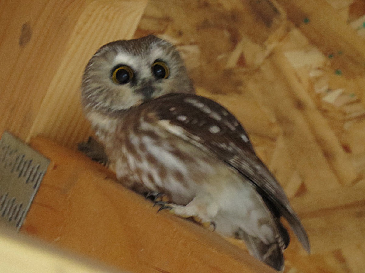 Northern Saw-whet Owl - ML118158731