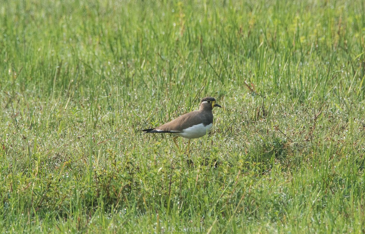 Yellow-wattled Lapwing - Jitendra Sarmah