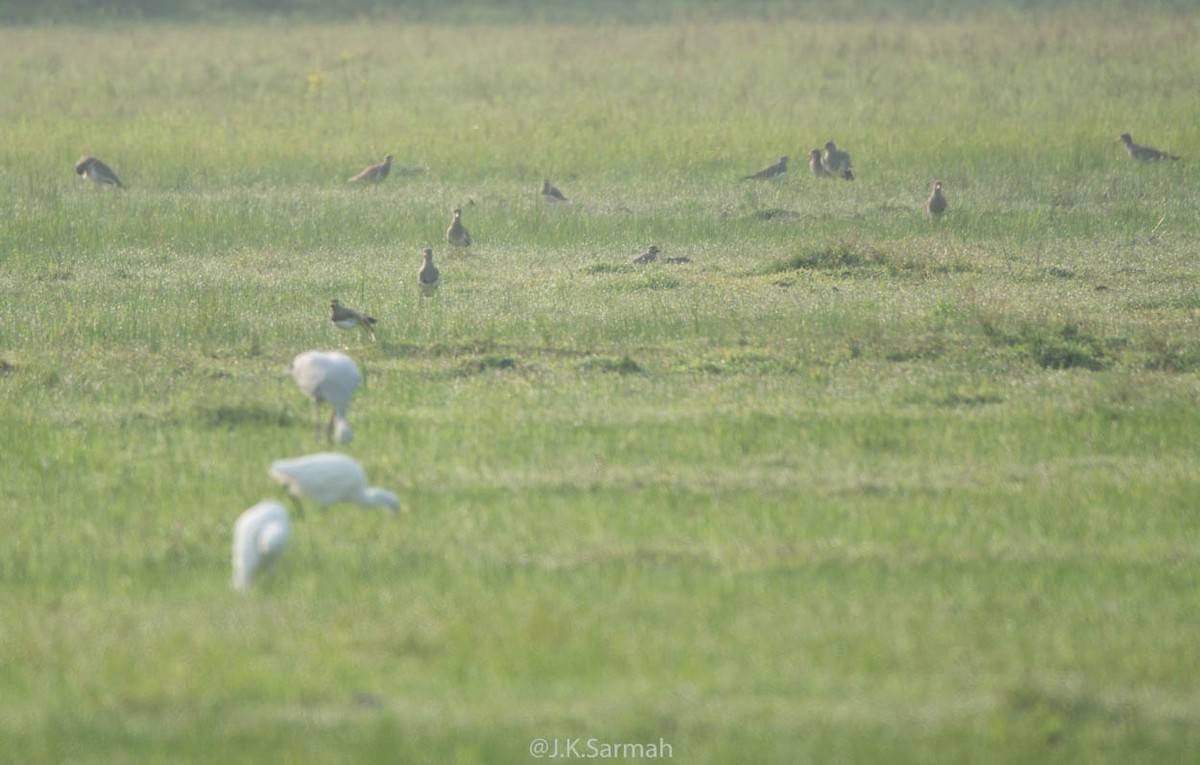 Yellow-wattled Lapwing - ML118159081