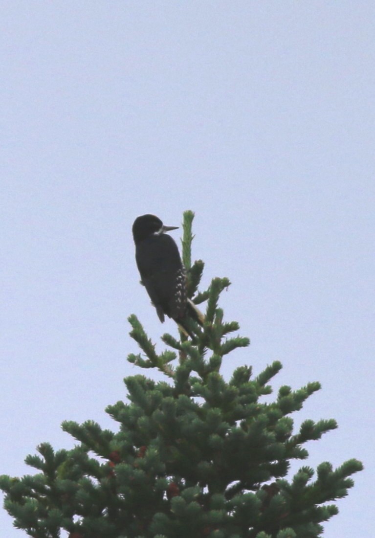 Black-backed Woodpecker - ML118159311