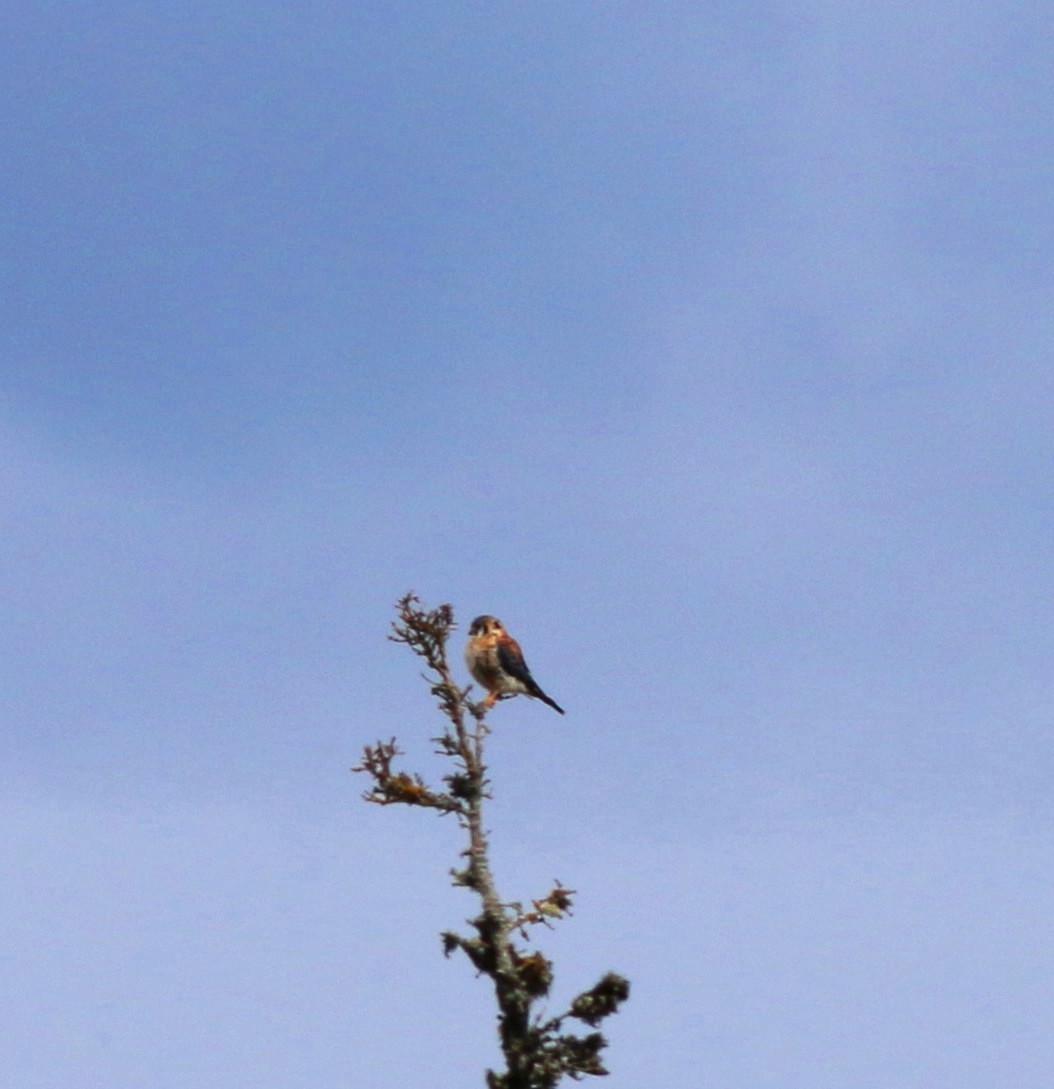 American Kestrel - ML118159471