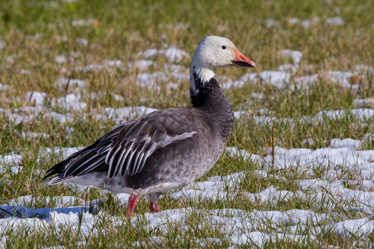 snøgås - ML118159921