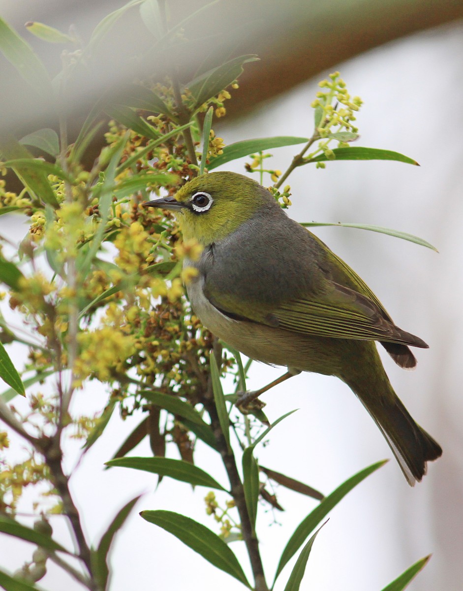 Silvereye - Rufus Wareham