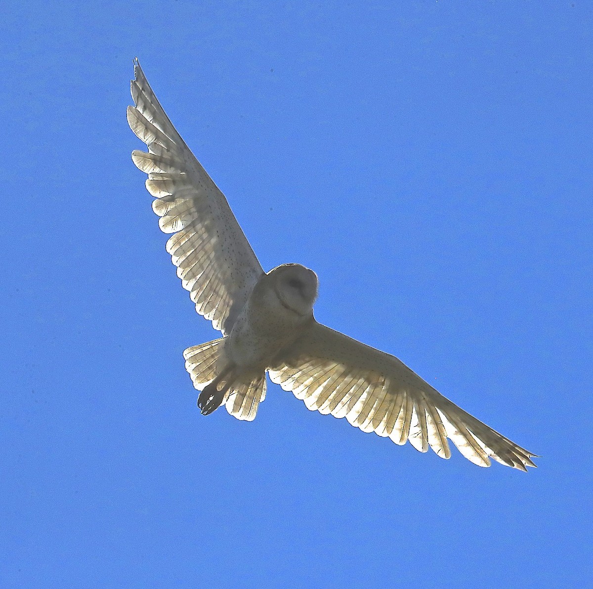 Barn Owl - ML118161971