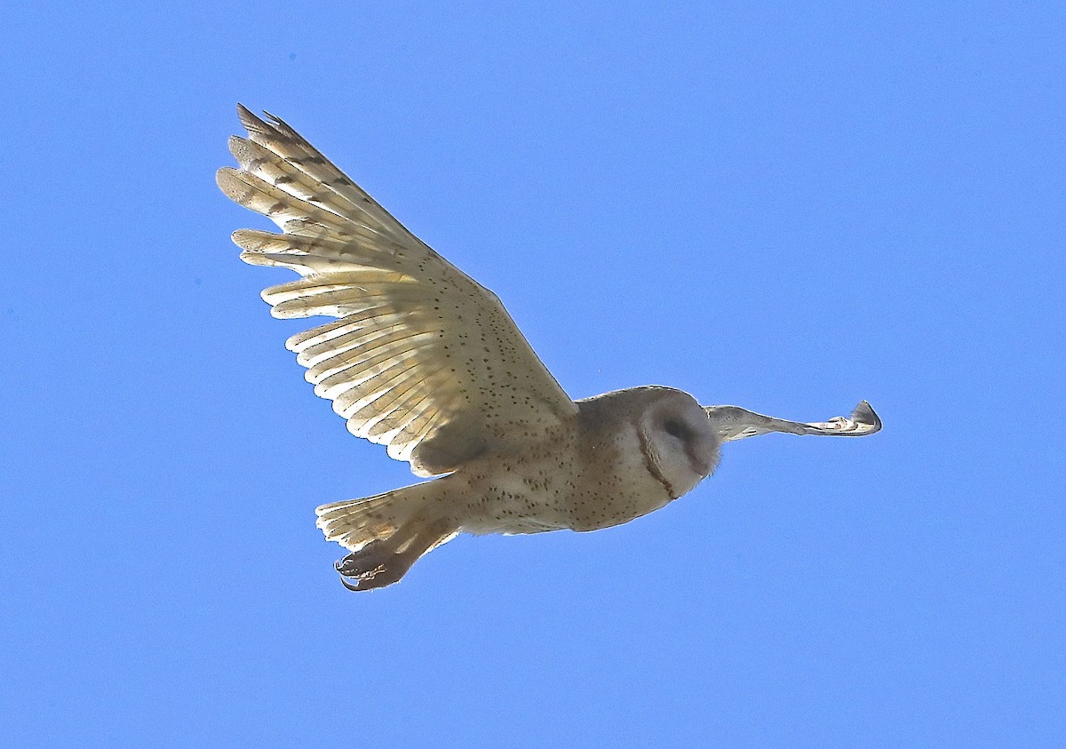 Barn Owl - ML118161981