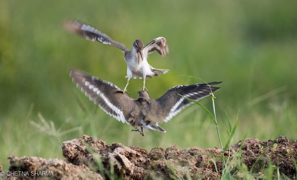 Common Sandpiper - Chetna Sharma