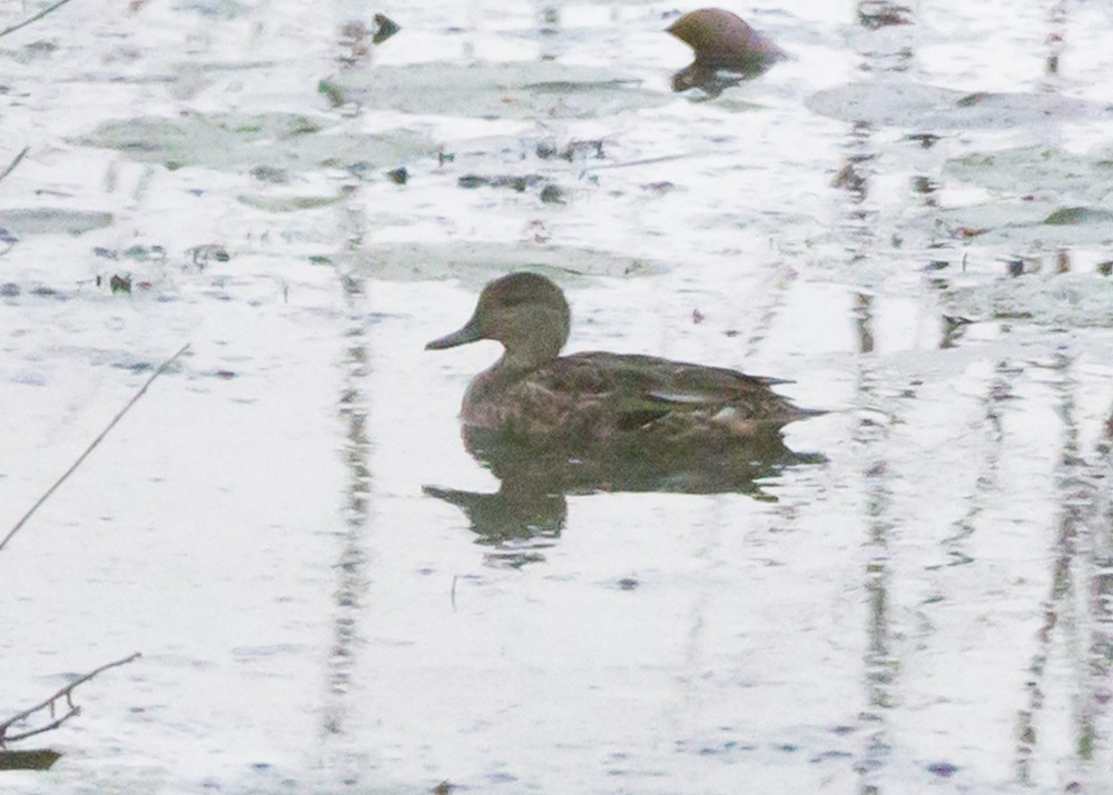 Green-winged Teal - ML118162891