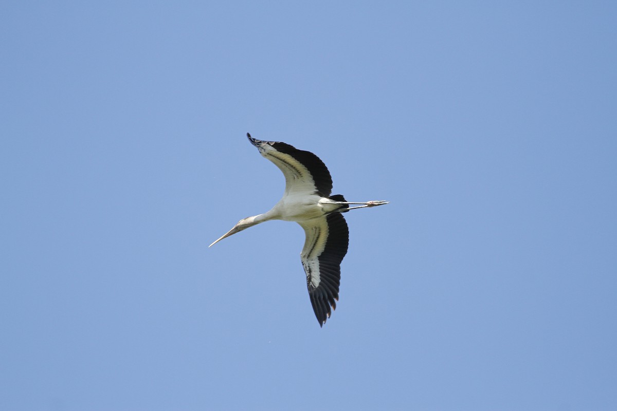 Wood Stork - ML118163441