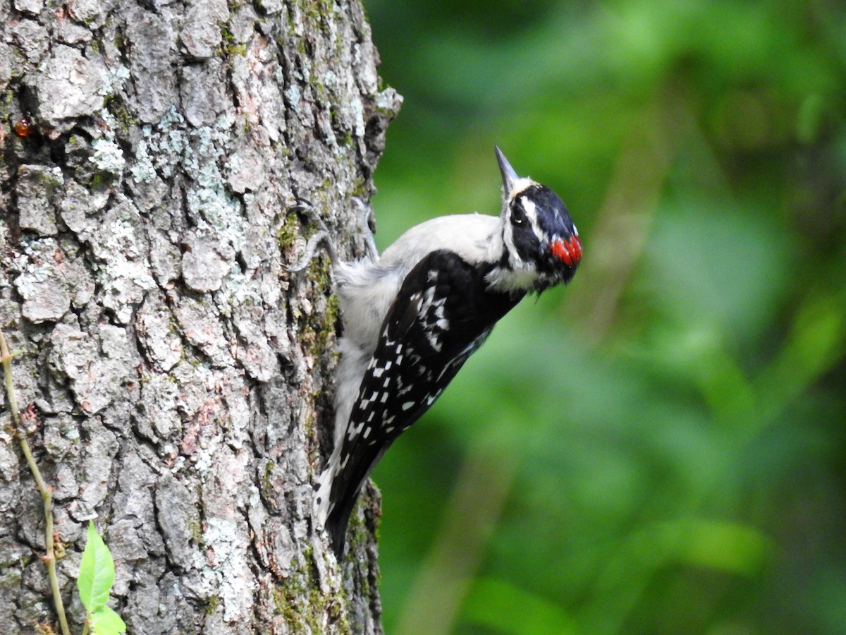 Downy Woodpecker - S. K.  Jones