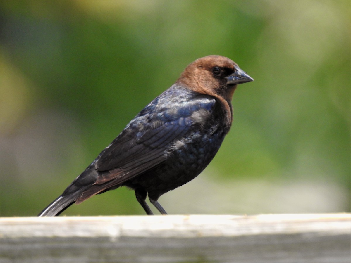 Brown-headed Cowbird - ML118164481