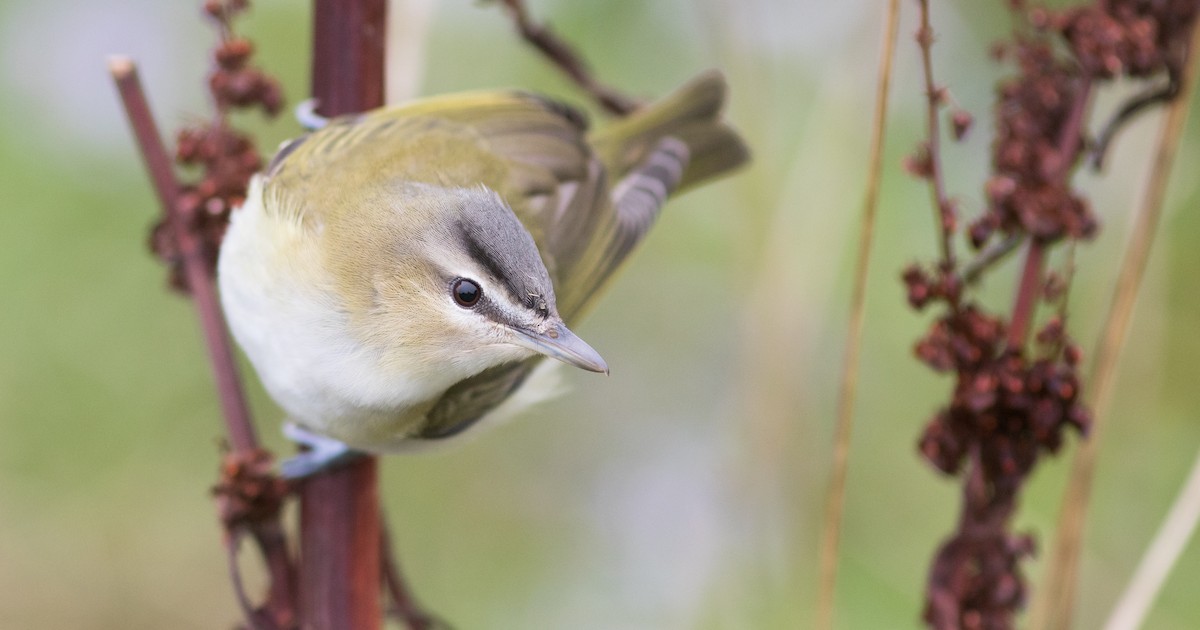 Rotaugenvireo - ML118165801