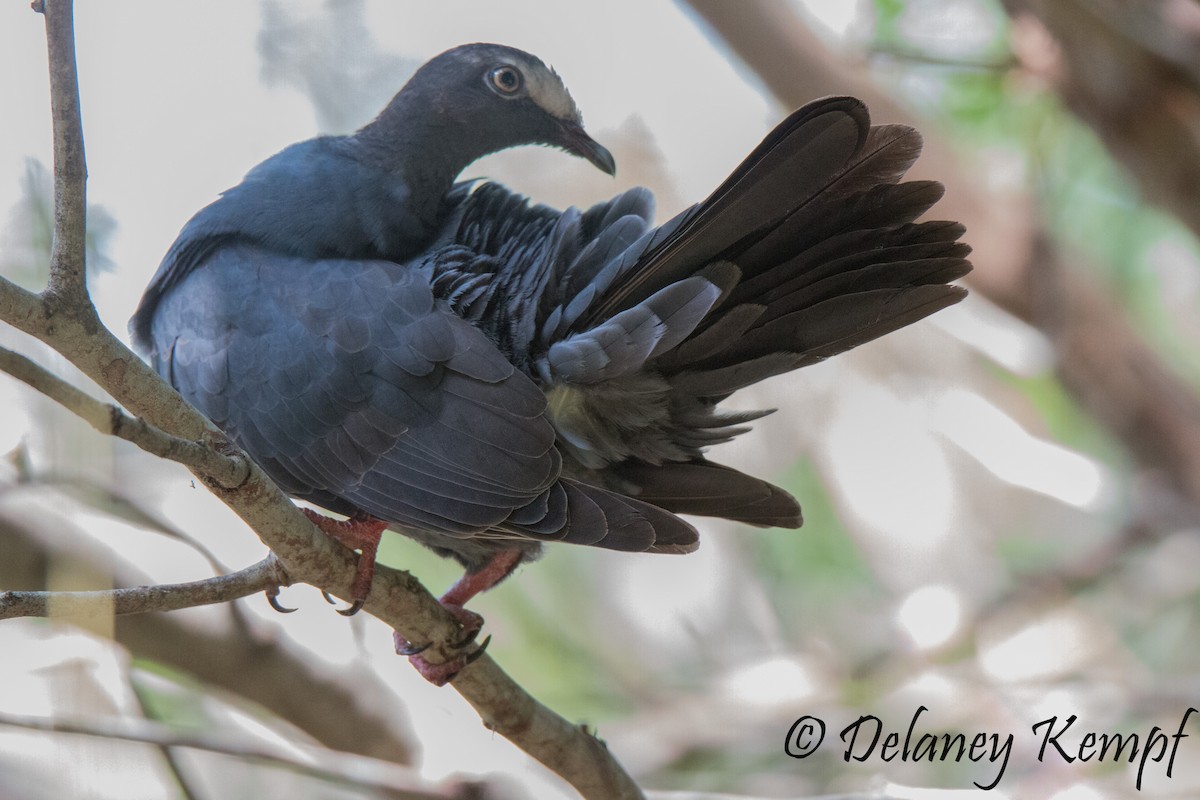 White-crowned Pigeon - Delaney Kempf