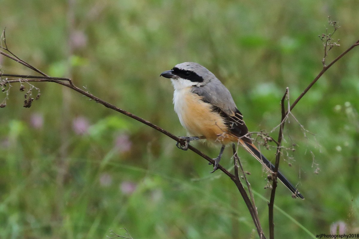 Long-tailed Shrike - Rahul  Singh