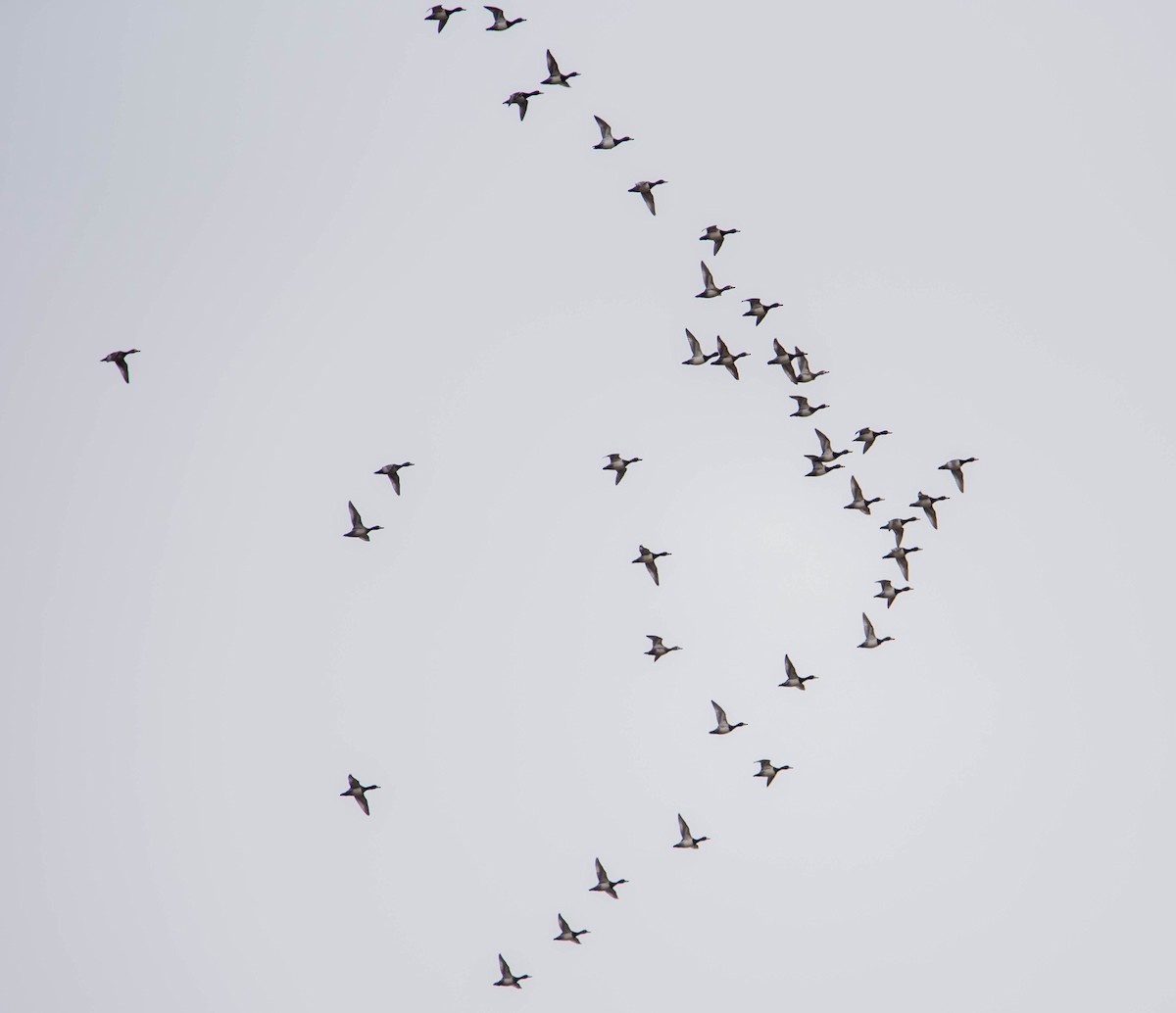 Lesser Scaup - ismael chavez