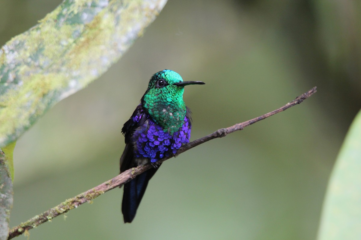 Crowned Woodnymph (Green-crowned) - Robert Gowan