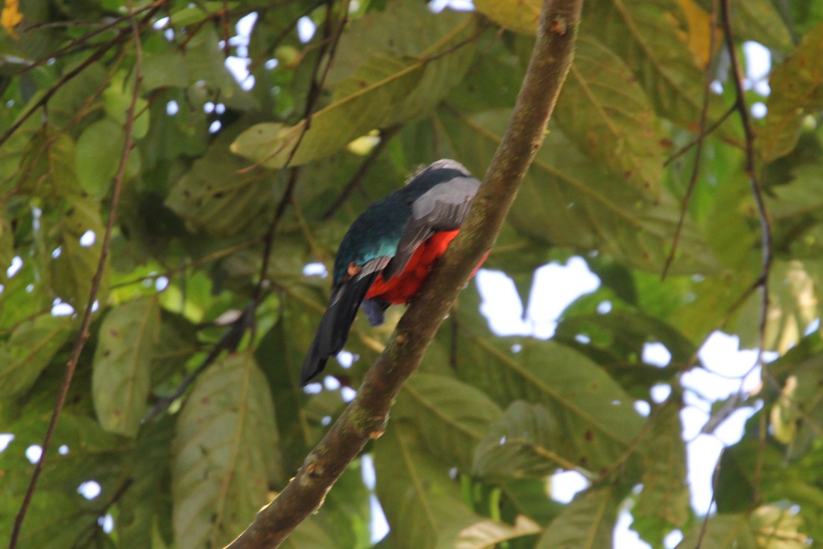 Blauschwanztrogon - ML118167641