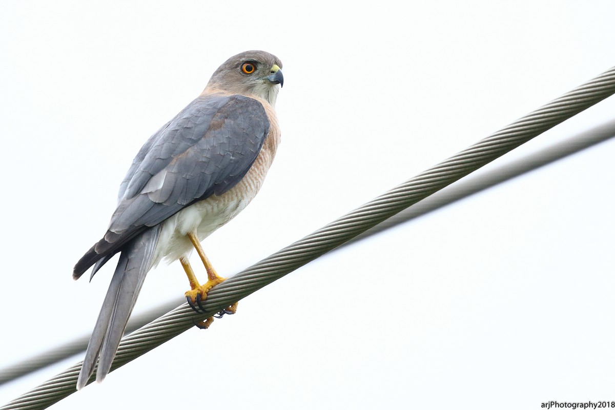 Shikra - Rahul  Singh