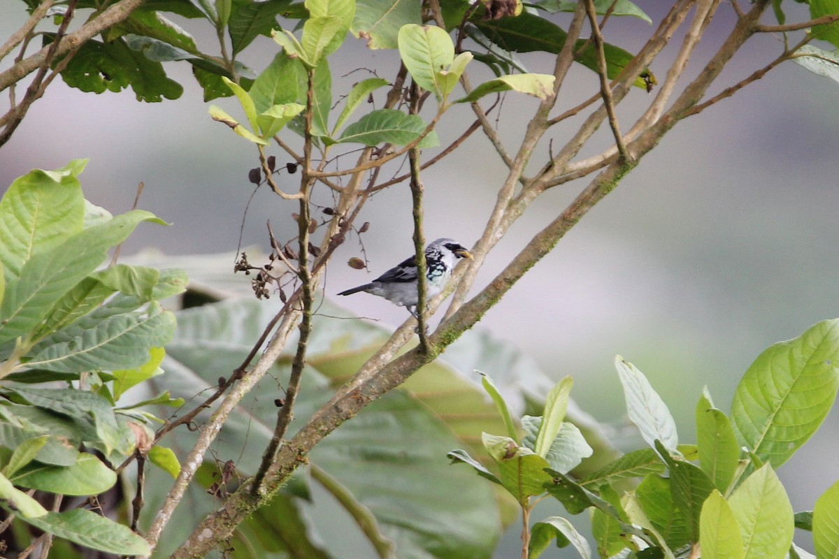 Gray-and-gold Tanager - Robert Gowan