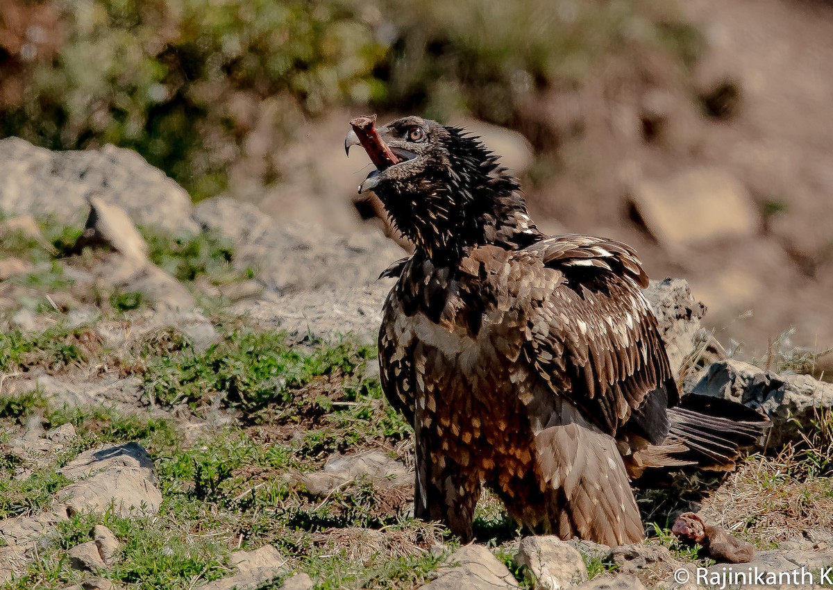 Bearded Vulture - Rajinikanth Kasthuri
