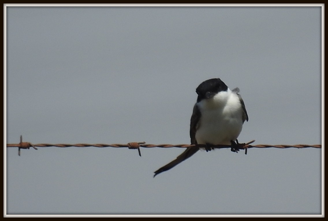 Fork-tailed Flycatcher - ML118170981