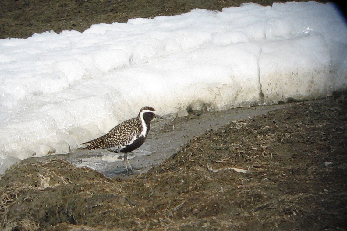 Pacific Golden-Plover - ML118172411