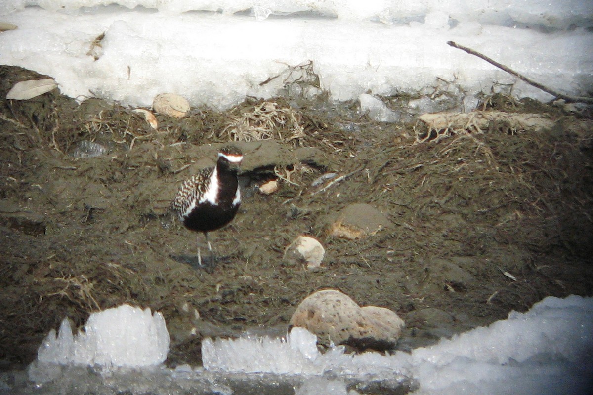 Pacific Golden-Plover - ML118172451