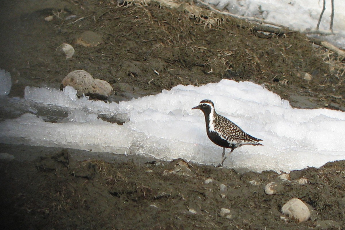 Pacific Golden-Plover - ML118172471