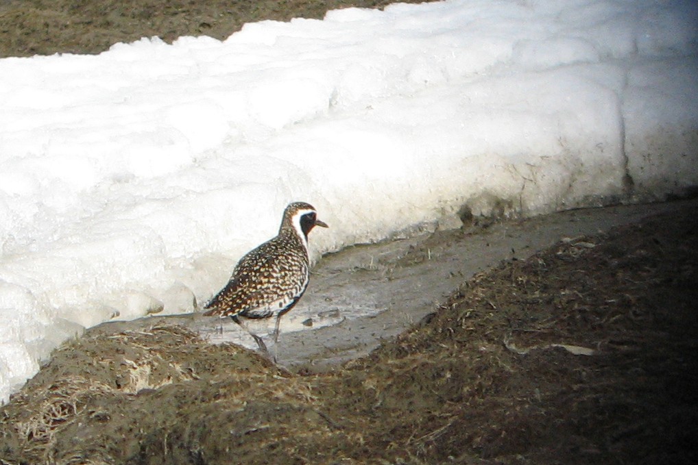 Pacific Golden-Plover - ML118172481