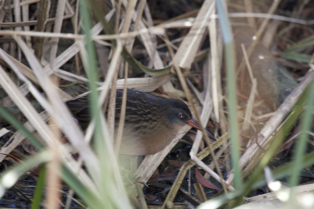 Virginia Rail - ML118176821