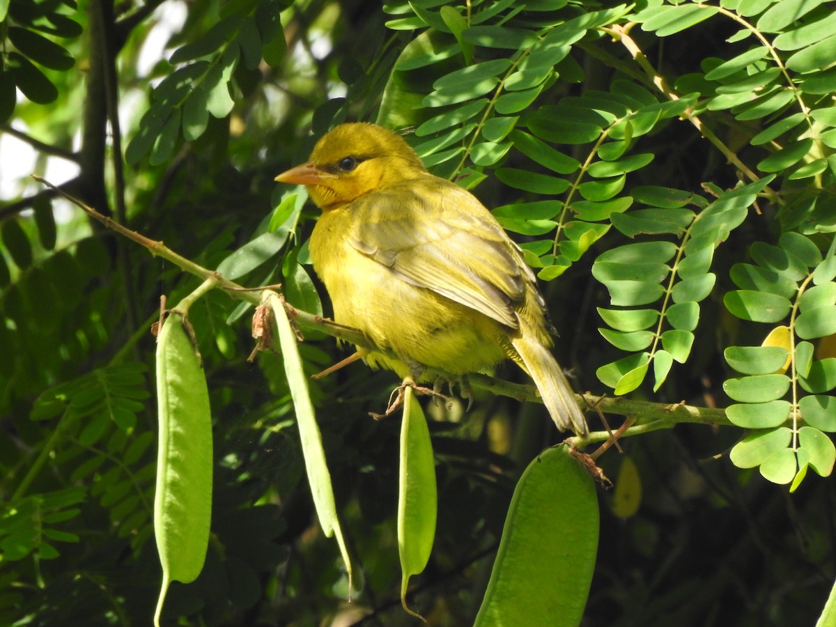 Spectacled Weaver - ML118177991