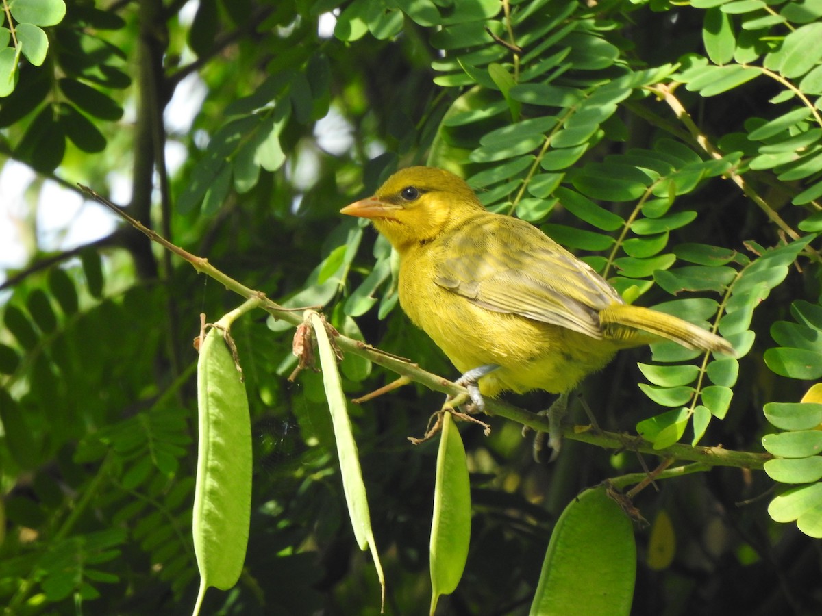 Spectacled Weaver - Monte Neate-Clegg