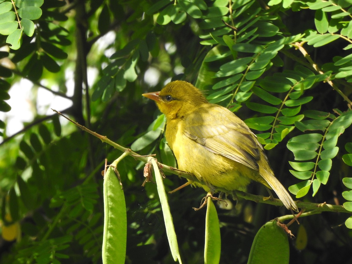 Spectacled Weaver - ML118178011