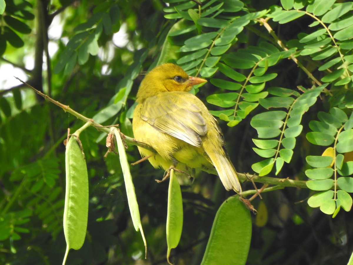 Spectacled Weaver - ML118178021