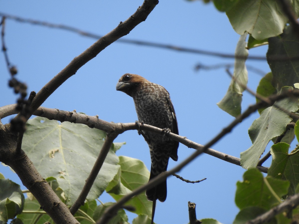 Grosbeak Weaver - ML118178051