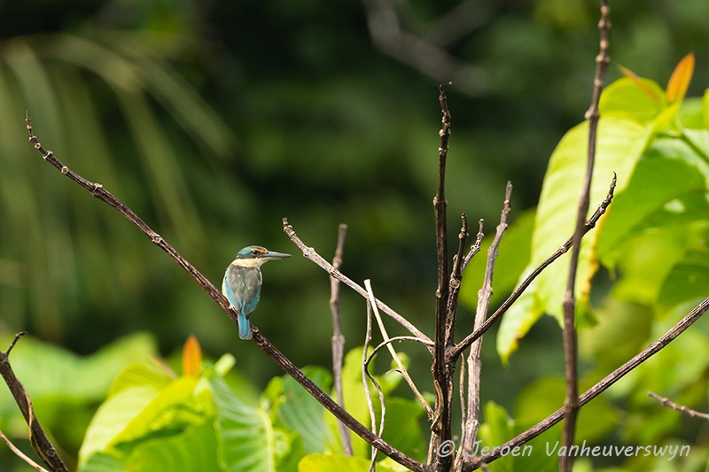 Sacred Kingfisher - ML118178811