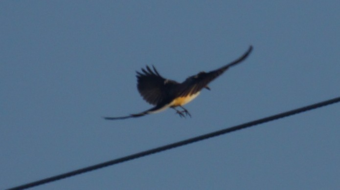 Scissor-tailed Flycatcher - ML118184811