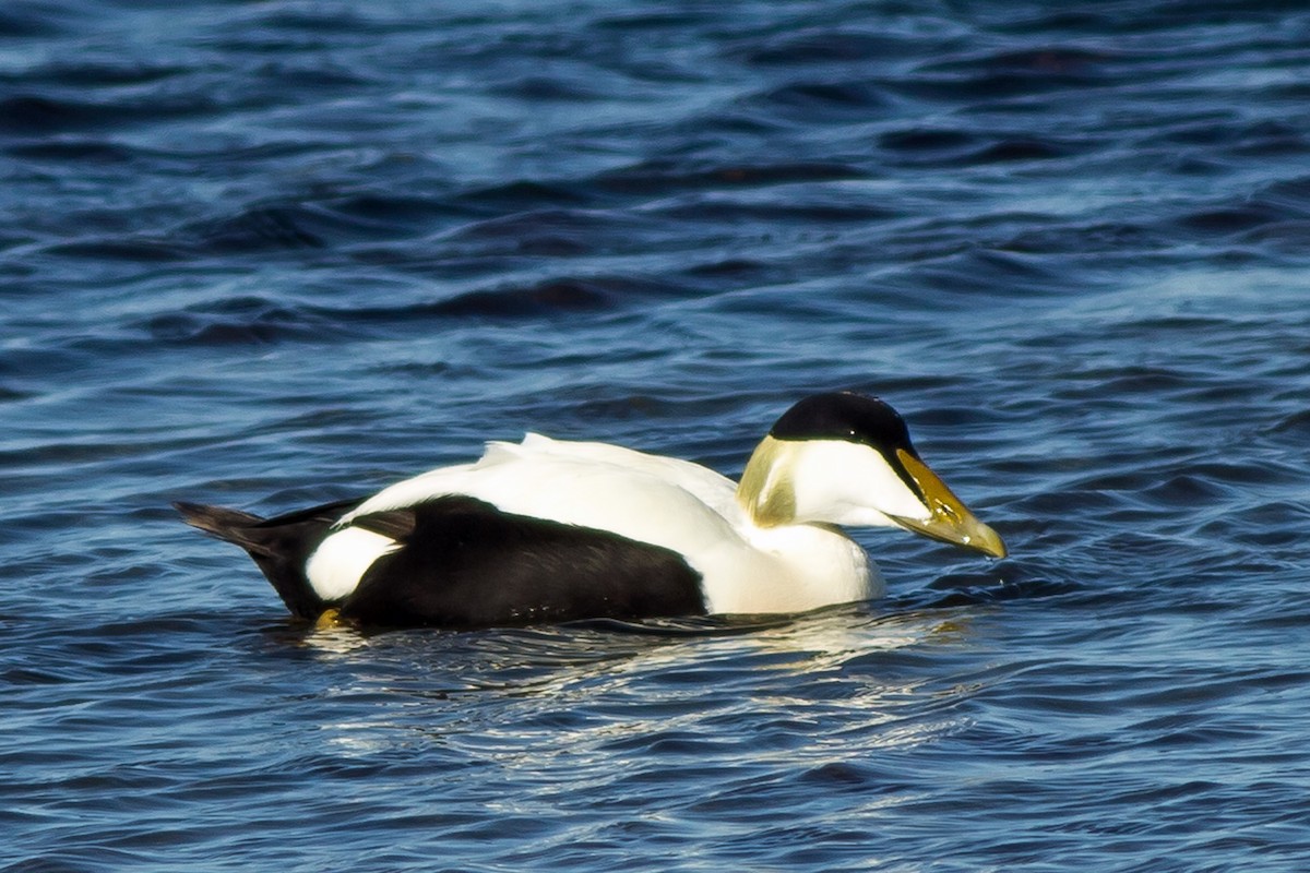 Common Eider - ML118185461