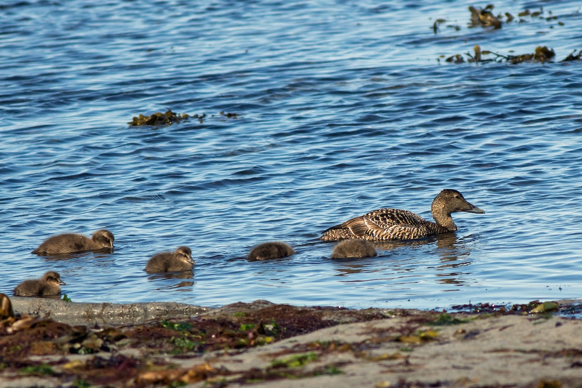 Common Eider - ML118185491