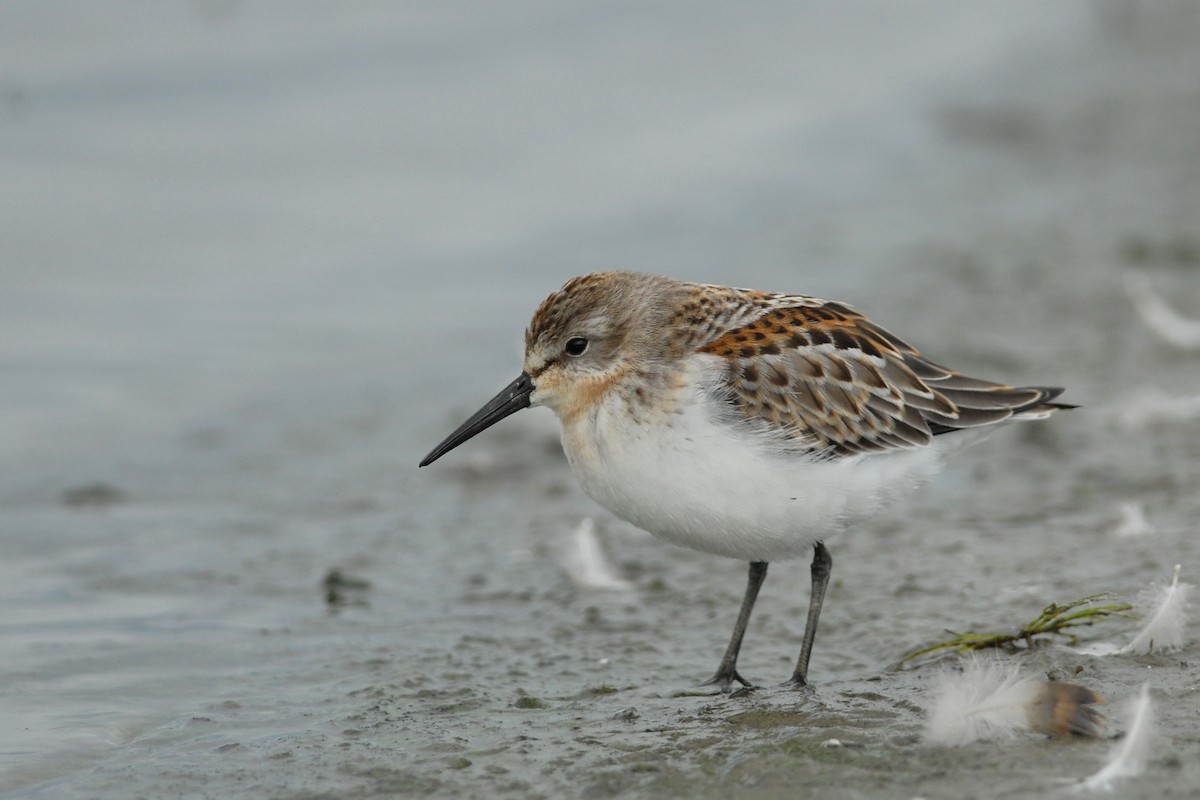 Western Sandpiper - ML118188091