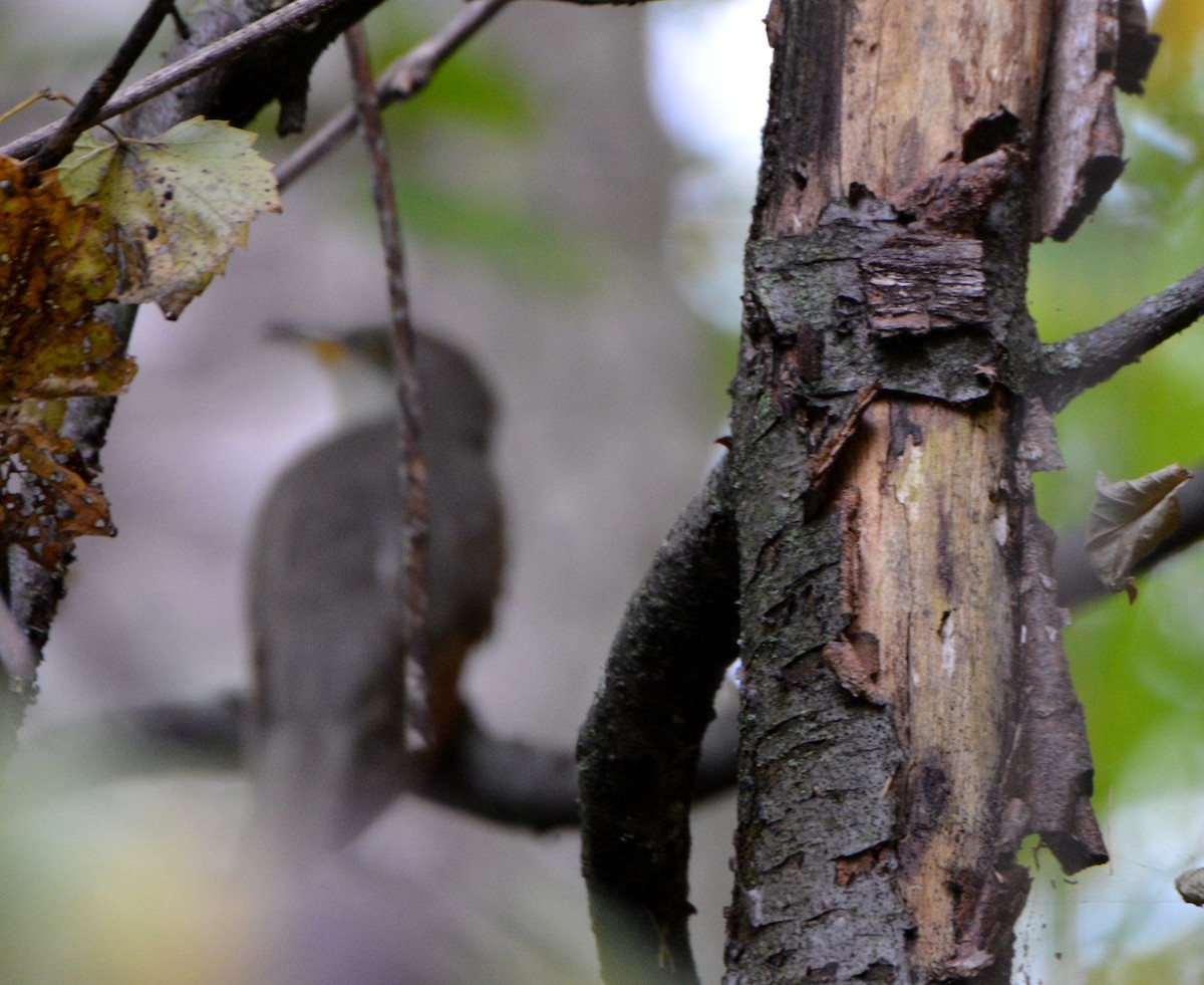 Yellow-billed Cuckoo - ML118188241