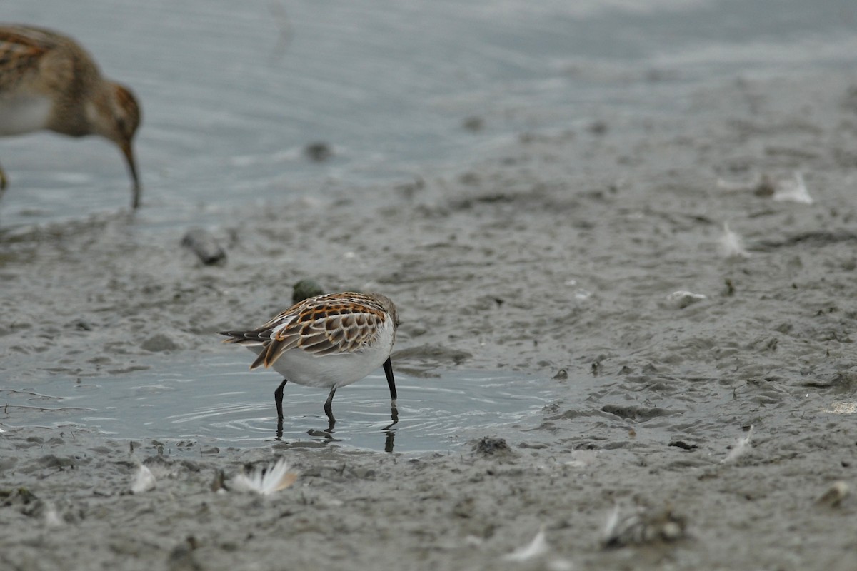 Western Sandpiper - Cameron Eckert