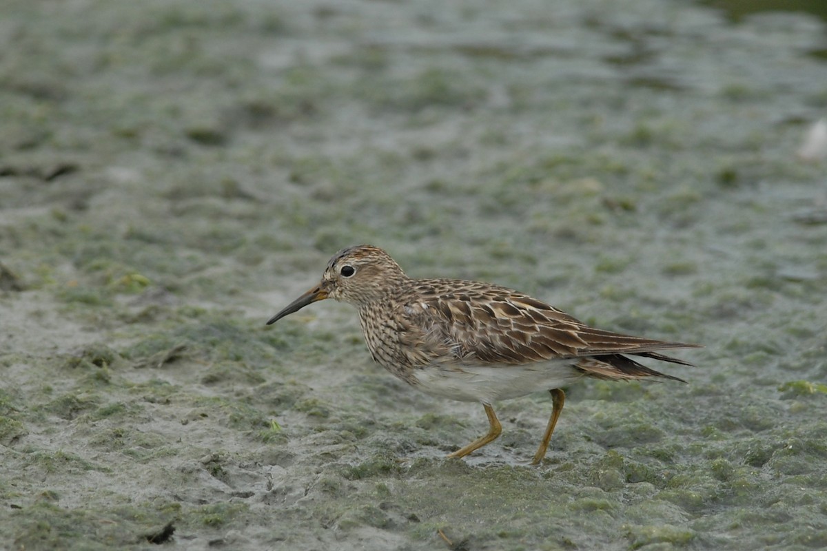 Pectoral Sandpiper - ML118188631