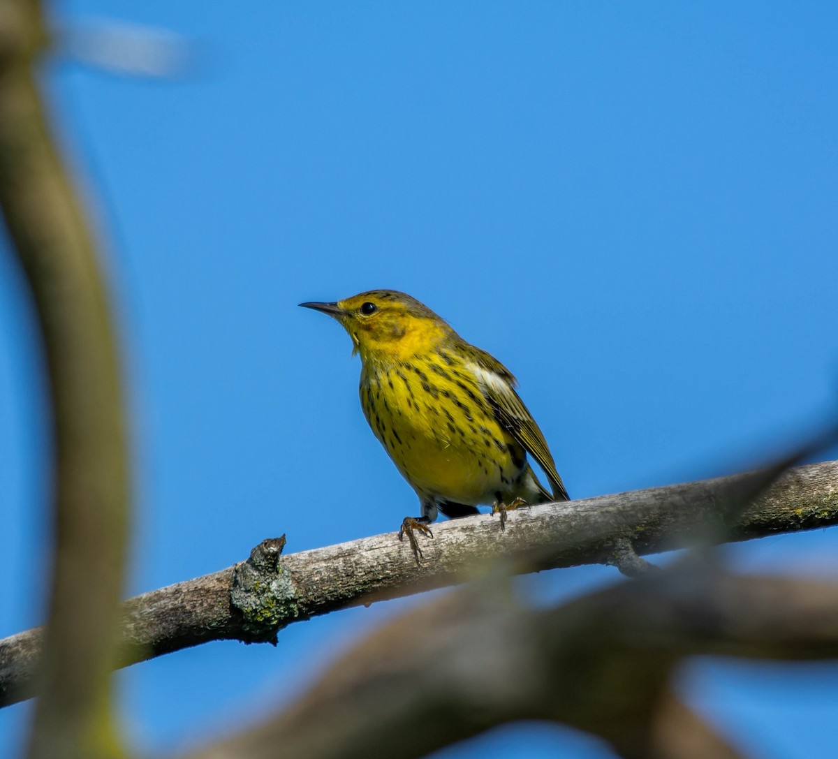 Cape May Warbler - ML118189511