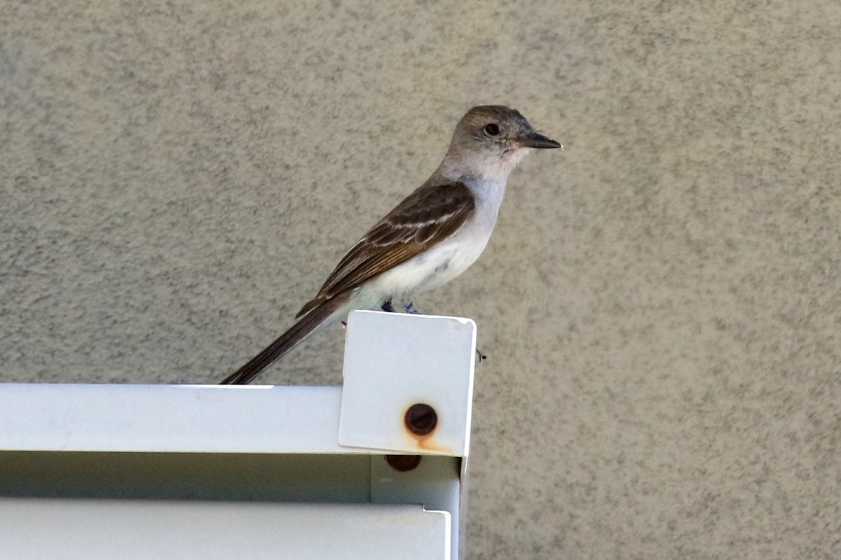 Ash-throated Flycatcher - ML118190771