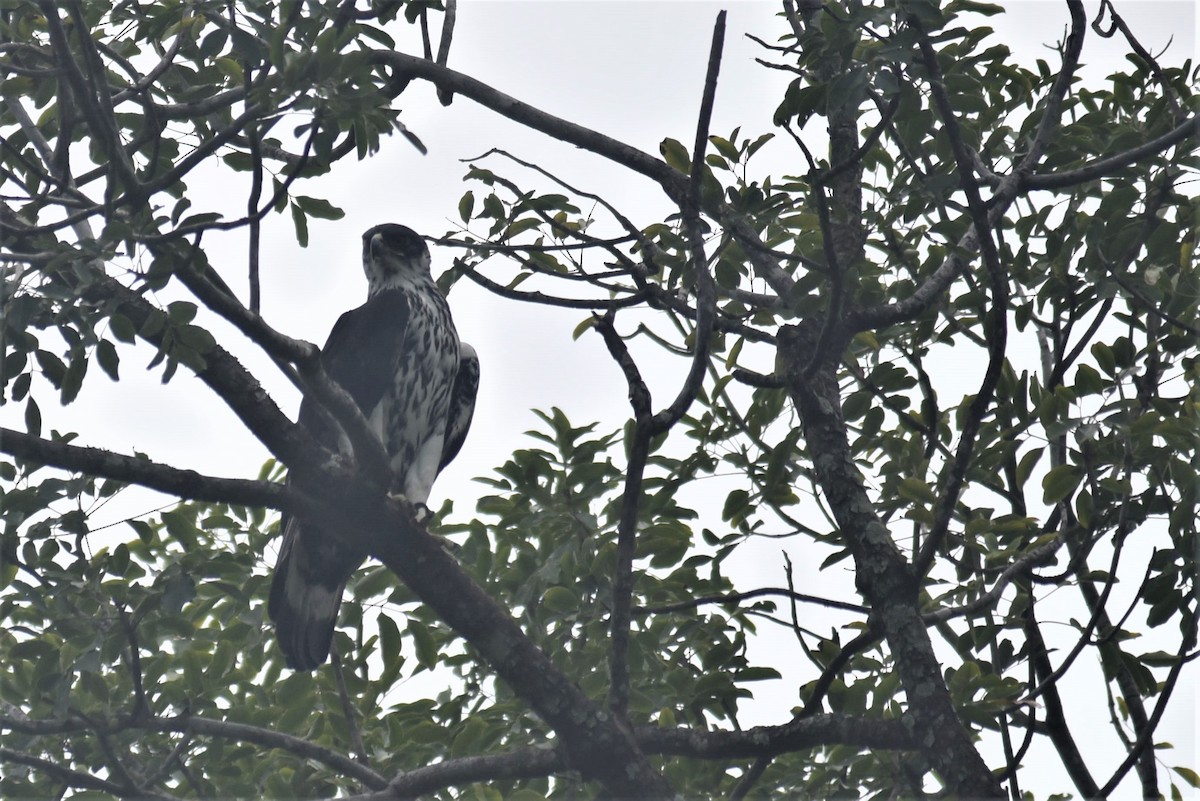 African Hawk-Eagle - Bruce Mast