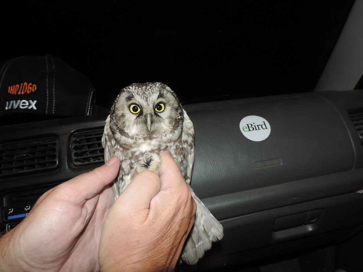 Boreal Owl - ML118193841