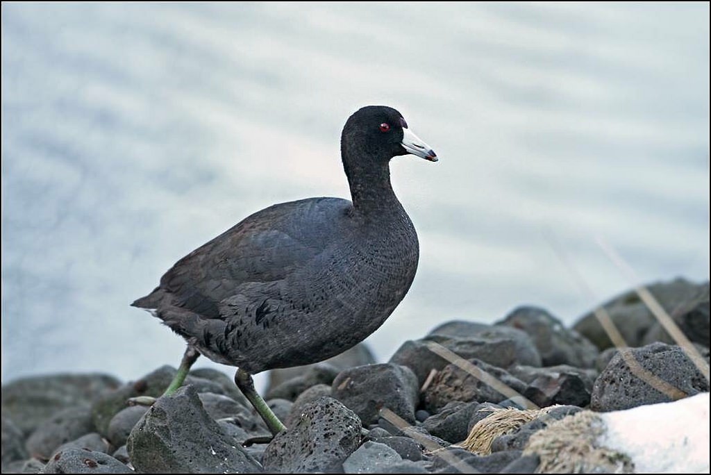 American Coot - ML118194311