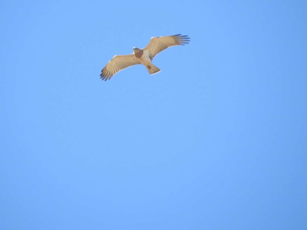 Short-toed Snake-Eagle - Alexandre Rica Cardoso